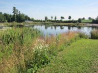 Bepflanzung Uferbereich